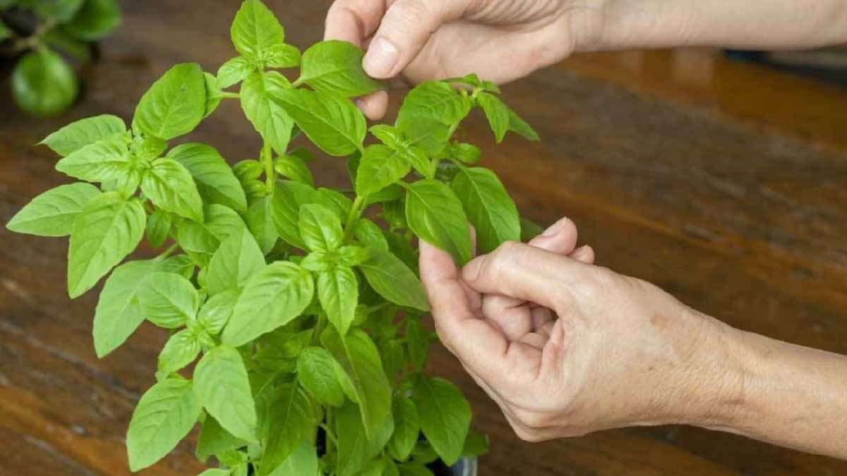 Basilikum: Pflücken Sie die Blätter niemals auf diese Weise, da die Pflanze sonst innerhalb von Sekunden absterben kann.