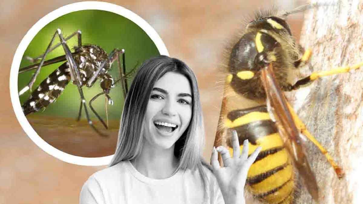 Nie mehr Insekten ins Haus lassen: So geht&rsquo;s