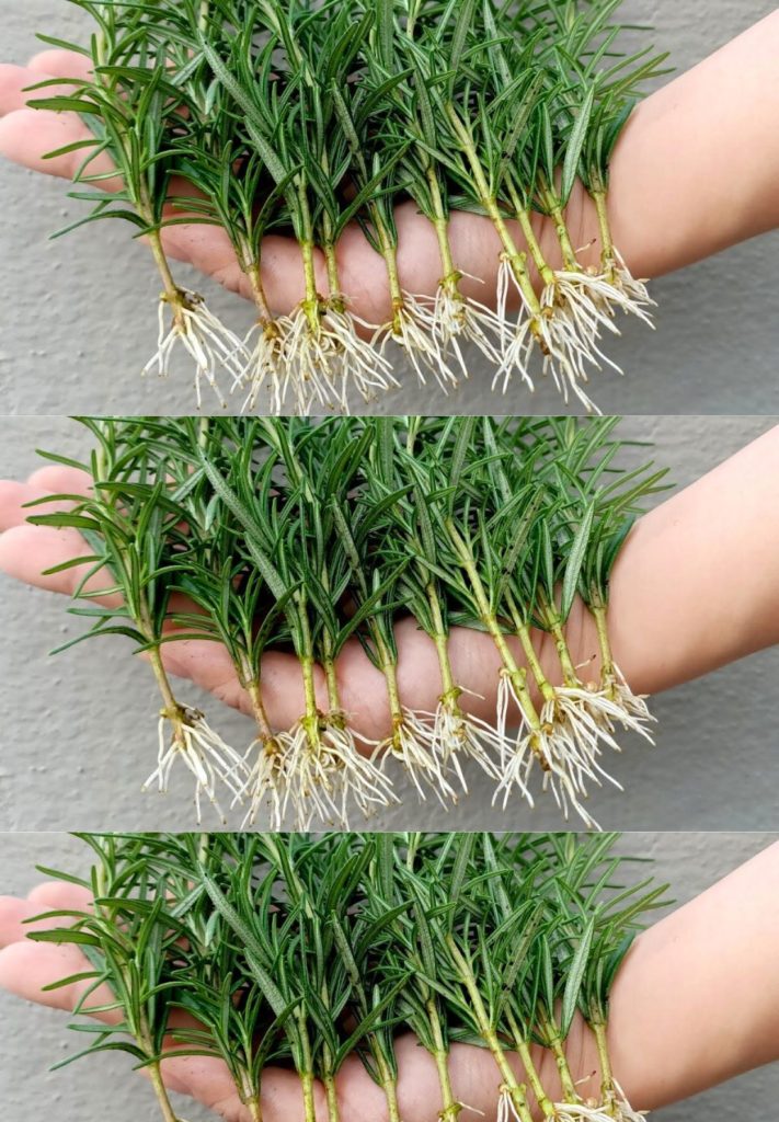 Wie man Rosmarin in Töpfen ausgehend von einem Zweig oder aus Samen