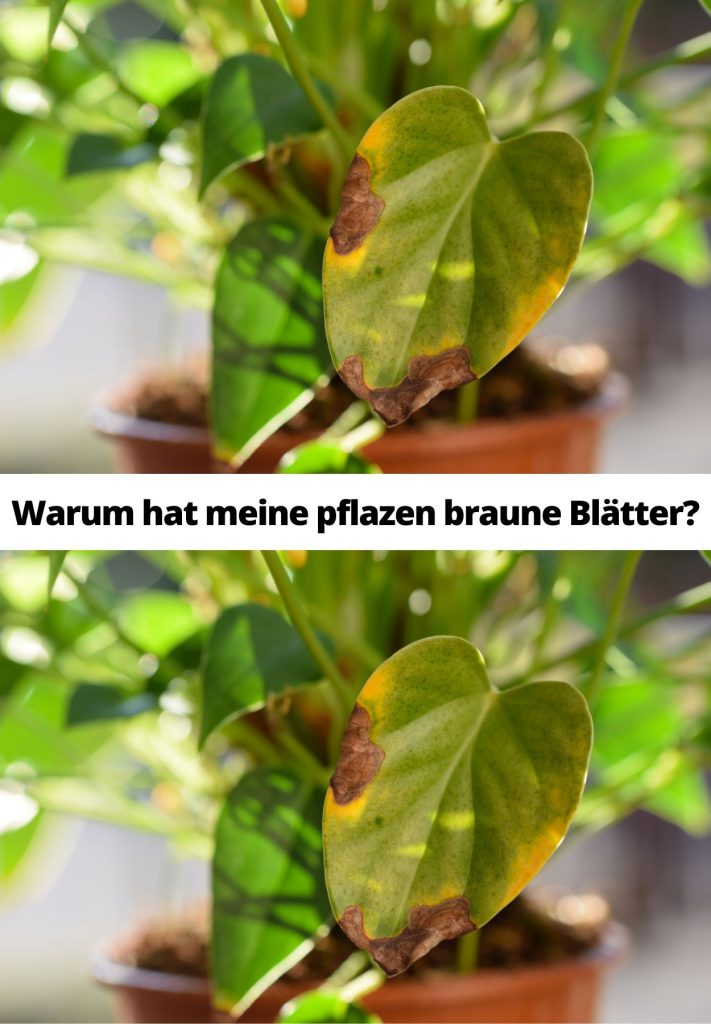 Warum Hat Meine Pflazen Braune Blätter Recettes Grand Mère 1190