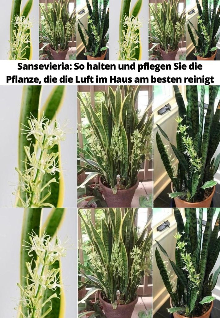 Sansevieria So halten und pflegen Sie die Pflanze, die die Luft im