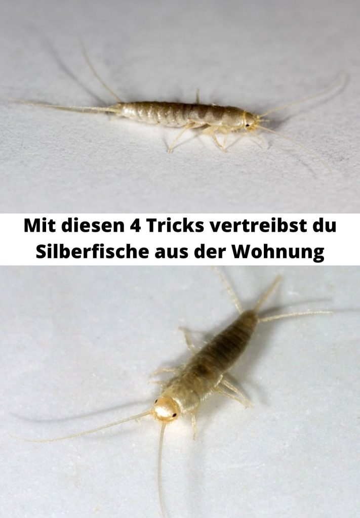 Mit diesen 4 Tricks vertreibst du Silberfische aus der Wohnung Recettes grandmère