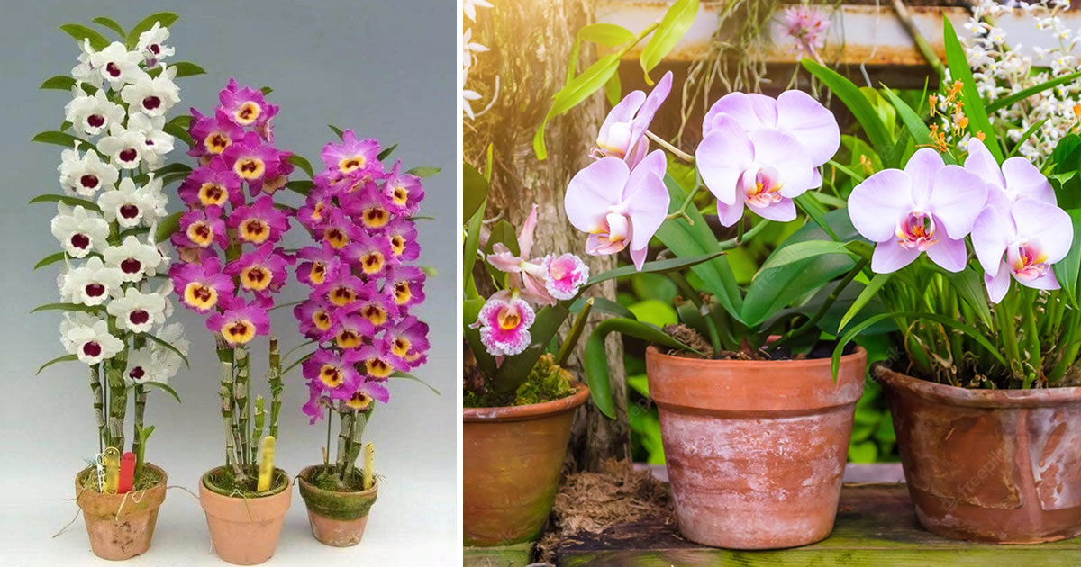 So züchten Sie Orchideen im Topf: Schritt-für-Schritt-Anleitung