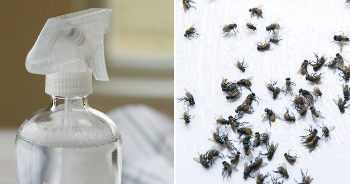 Beseitigen Sie Fliegen, wenn die Hitze kommt: 1 kinderleichte Methode ohne Wasserflaschen