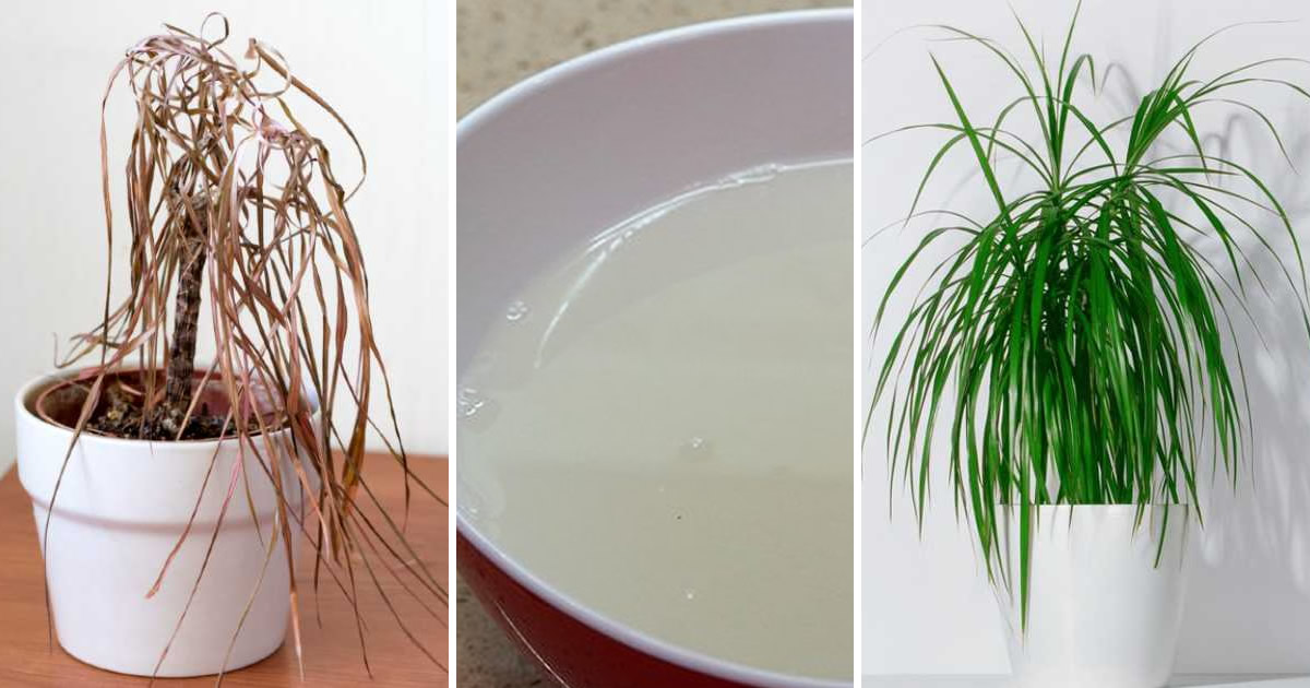 So bereiten Sie ein „Vitaminwasser“ zu, um das Wachstum und die Blüte von Pflanzen zu verdreifachen