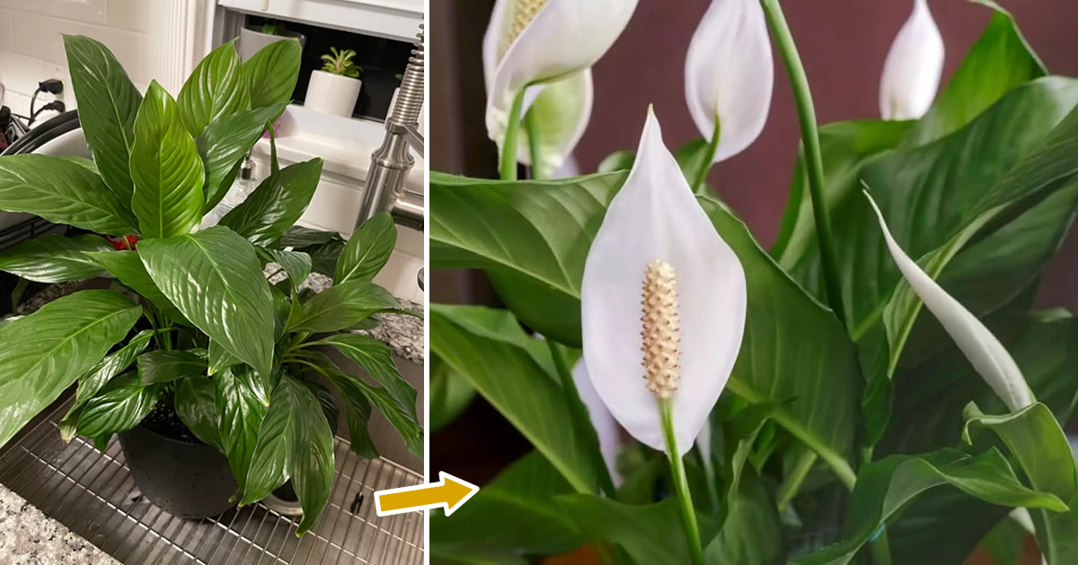 Was tun, damit das Spathiphyllum das ganze Jahr über blüht?