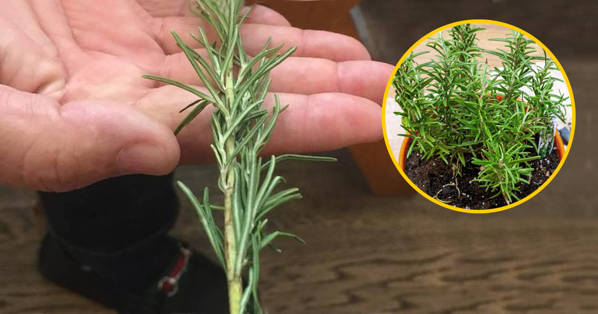 Wie man Rosmarin ausgehend von einem Zweig vermehrt