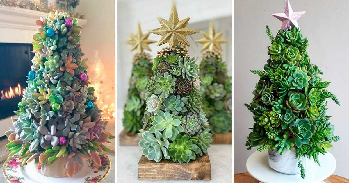 Weihnachtsbaumideen mit Sukkulenten