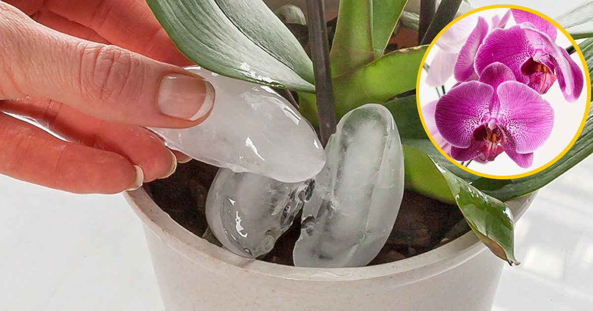 Die Rosenkranzpflanze ist aufgrund ihres geringen Pflegebedarfs und ihres besonderen Aussehens eine der beliebtesten und geschätztesten Sukkulenten. Allerdings wissen nur wenige Menschen, dass die Rosenkranzpflanze blühen kann und uns wundervolle, duftende Blumen beschert.