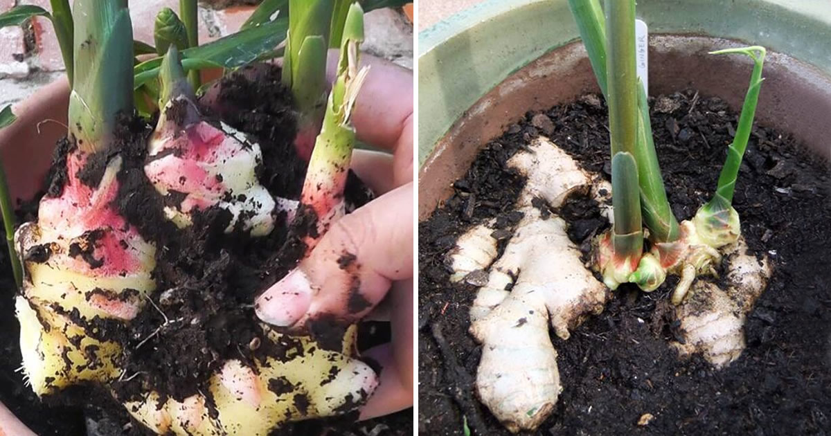 Wie man Ingwer zu Hause Schritt für Schritt anbaut