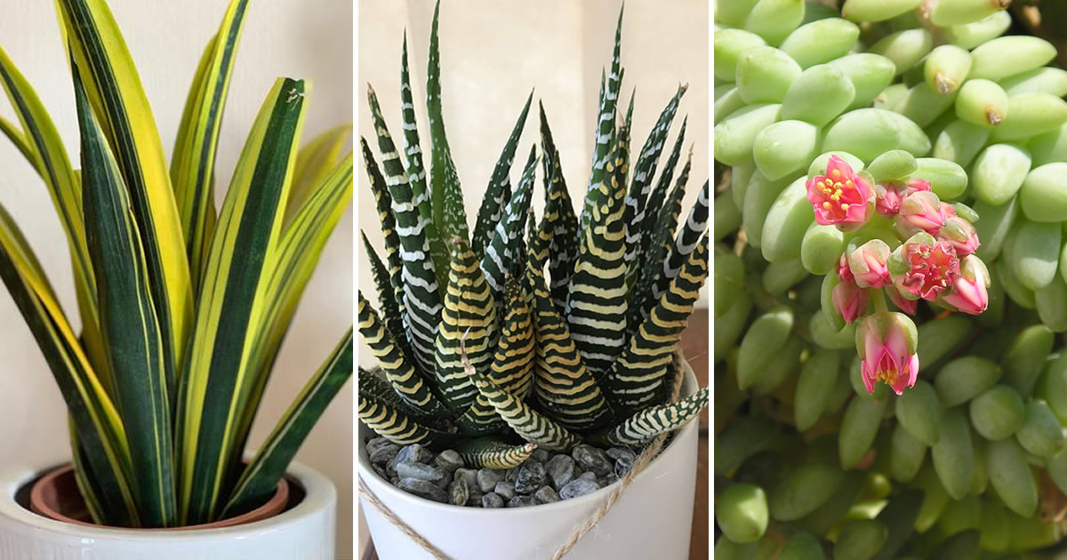 Die 12 besten Sukkulenten, die im Schatten wachsen