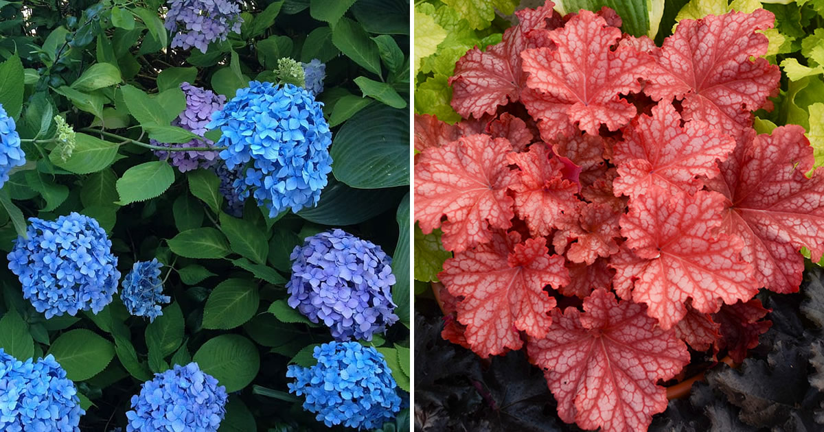 7 wundervolle Pflanzen, die im Schatten wachsen