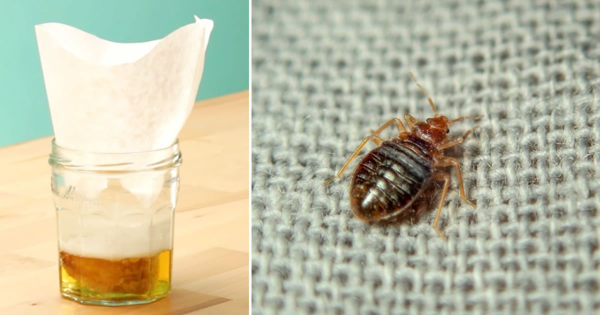 Tricks, um Bettwanzen für immer zu beseitigen