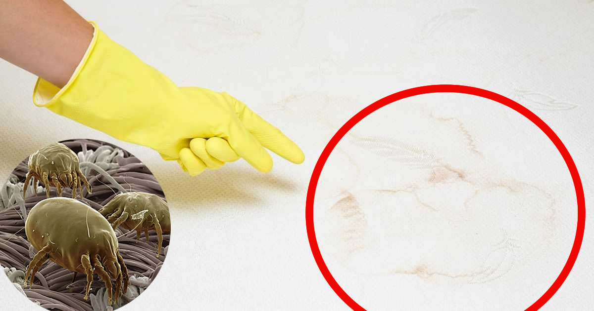 So reinigen Sie eine Matratze gründlich, um Flecken, Milben und schlechte Gerüche zu entfernen