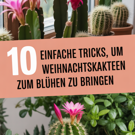10 einfache Tricks, um Weihnachtskakteen zum Blühen zu bringen