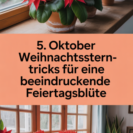 5. Oktober Weihnachtsstern-Tricks für eine beeindruckende Feiertagsblüte