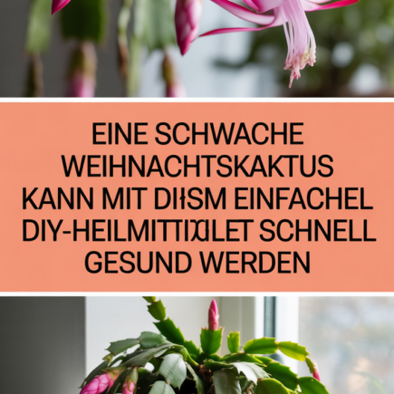Eine schwache Weihnachtskaktus kann mit diesem einfachen DIY-Heilmittel schnell wieder gesund werden