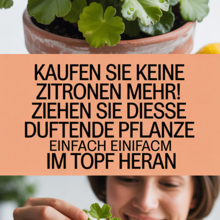 Kaufen Sie keine Zitronen mehr! Ziehen Sie diese duftende Pflanze einfach im Topf heran