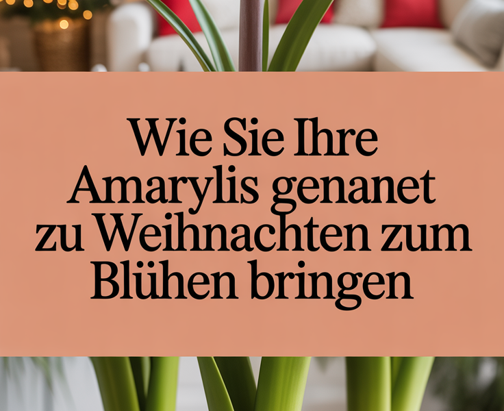 Wie Sie Ihre Amaryllis genau zu Weihnachten zum Blühen bringen