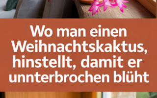 Wo man einen Weihnachtskaktus hinstellt, damit er ununterbrochen blüht