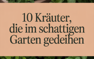 10 Kräuter, die im schattigen Garten gedeihen