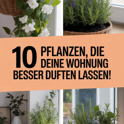 10 Pflanzen, die deine Wohnung besser duften lassen!