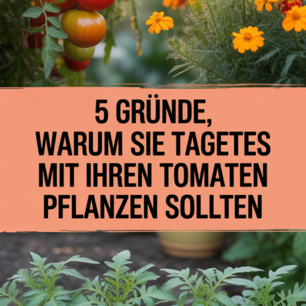 5 GRÜNDE, WARUM SIE TAGETES MIT IHREN TOMATEN PFLANZEN SOLLTEN