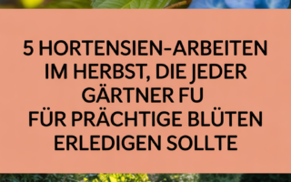 5 Hortensien-Arbeiten im Herbst, die jeder Gärtner für prächtige Blüten erledigen sollte