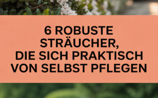 6 robuste Sträucher, die sich praktisch von selbst pflegen