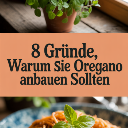 8 Gründe, warum Sie Oregano anbauen sollten
