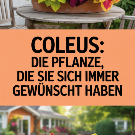 Coleus: Die Pflanze, die Sie sich immer gewünscht haben