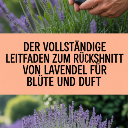 Der vollständige Leitfaden zum Rückschnitt von Lavendel für Blüte und Duft