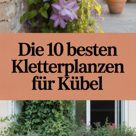 Die 10 besten Kletterpflanzen für Kübel