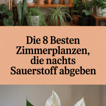 Die 8 besten Zimmerpflanzen, die nachts Sauerstoff abgeben