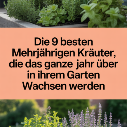 Die 9 besten mehrjährigen Kräuter, die das ganze Jahr über in Ihrem Garten wachsen werden