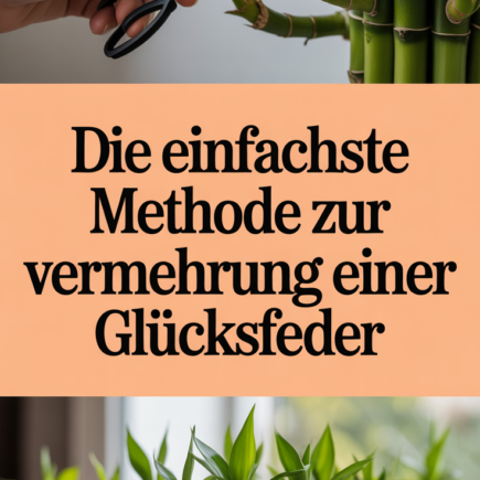 Die einfachste Methode zur Vermehrung einer Glücksfeder