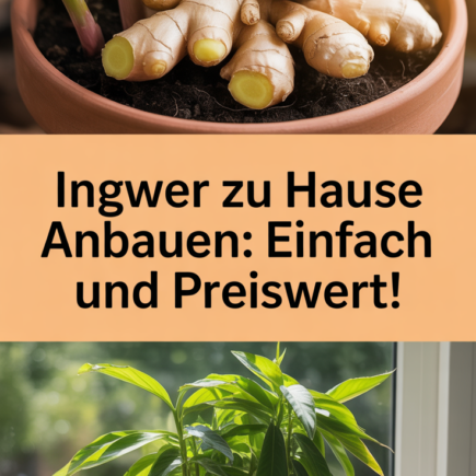 Ingwer zu Hause anbauen: Einfach und preiswert!