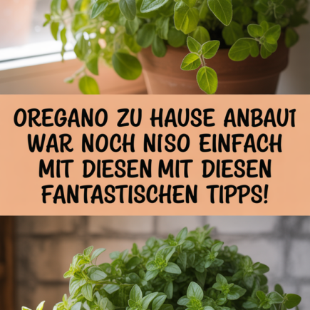 Oregano zu Hause anbauen war noch nie so einfach mit diesen fantastischen Tipps!