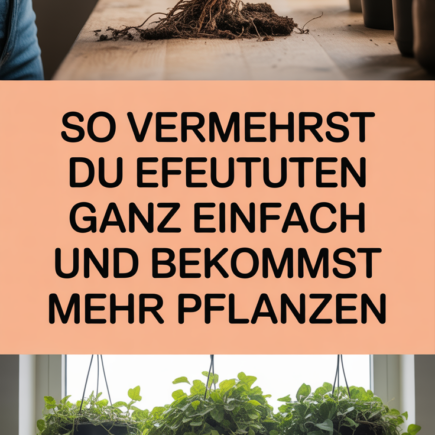 So vermehrst du Efeututen ganz einfach und bekommst mehr Pflanzen