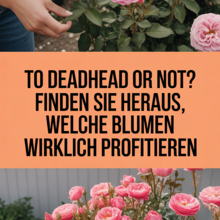 To Deadhead or Not? Finden Sie heraus, welche Blumen wirklich profitieren