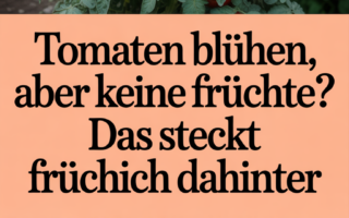 Tomaten blühen, aber keine Früchte? Das steckt wirklich dahinter