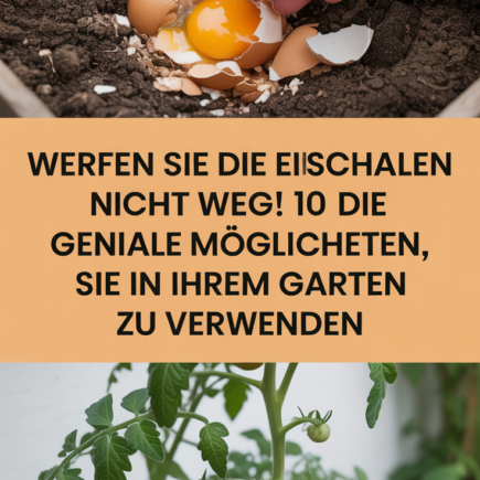 Werfen Sie die Eierschalen nicht weg! 10 geniale Möglichkeiten, sie in Ihrem Garten zu verwenden