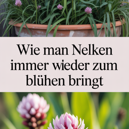 Wie man Nelken immer wieder zum Blühen bringt