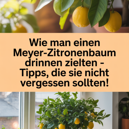 Wie man einen Meyer-Zitronenbaum drinnen zieht – Tipps, die Sie nicht vergessen sollten!