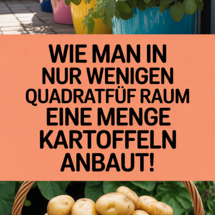 Wie man in nur wenigen Quadratfuß Raum eine Menge Kartoffeln anbaut!