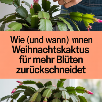 Wie (und wann) man einen Weihnachtskaktus für mehr Blüten zurückschneidet