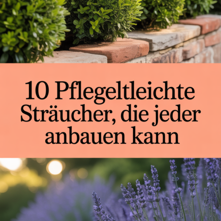 10 pflegeleichte Sträucher, die jeder anbauen kann