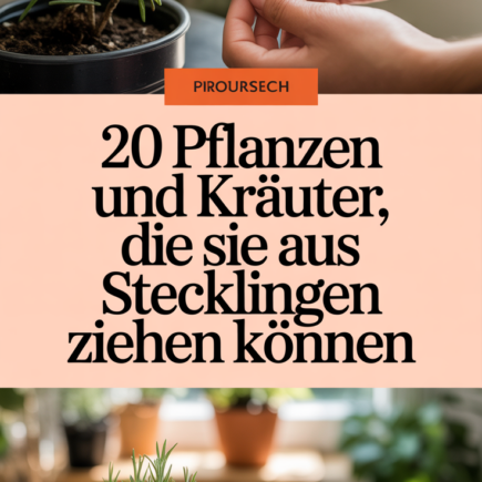 20 Pflanzen und Kräuter, die Sie aus Stecklingen ziehen können