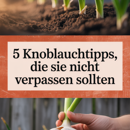 5 Knoblauchtipps, die Sie nicht verpassen sollten