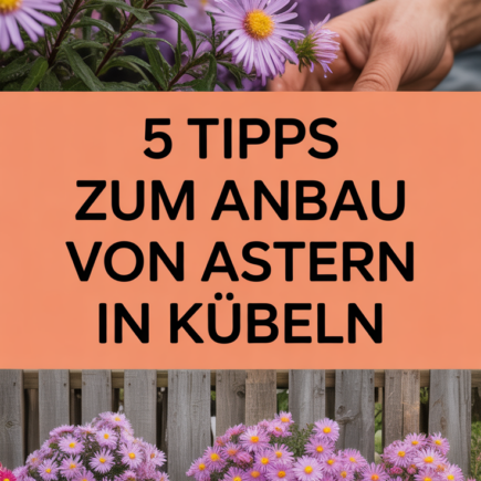 5 Tipps zum Anbau von Astern in Kübeln
